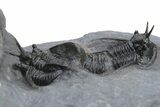 Devil Horned Cyphaspis Walteri Trilobite Cluster #226075-2